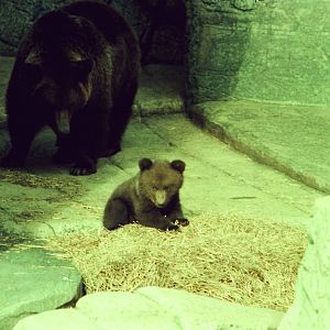 Copenhagen Zoo Circa 1974 - Brown Bear with cub