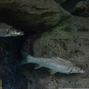 Ping's Perch-carp (Percocypris pingi)