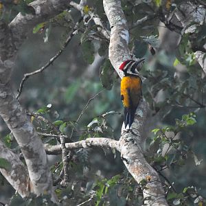 Black-rumped Flameback, Nagarahole Tiger Reserve, 21st November 2024