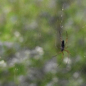 Black Wood Spider, Nagarahole Tiger Reserve, 21st November 2024