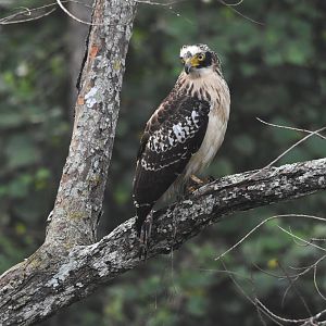Crested Serpent Eagle (juvenile), Nagarahole Tiger Reserve, 21st November 2024