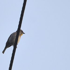 Yellow-throated Sparrow, Nagarahole Tiger Reserve, 21st November 2024