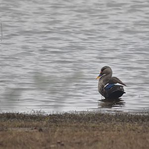 Indian Spot-billed Duck, Nagarahole Tiger Reserve, 21st November 2024