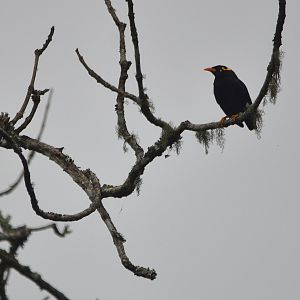 Southern Hill Myna, Nagarahole Tiger Reserve, 21st November 2024