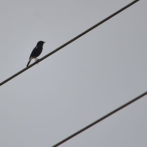 Pied Bush Chat, Nagarahole Tiger Reserve, 21st November 2024