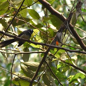 White-spotted Fantail, Kabini River Lodge, 21st November 2024