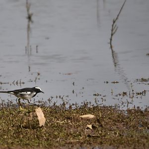 White-browed Wagtail, Kabini River Lodge, 21st November 2024