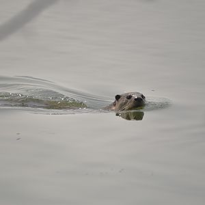 Smooth-coated Otter, Kabini River Lodge, 21st November 2024