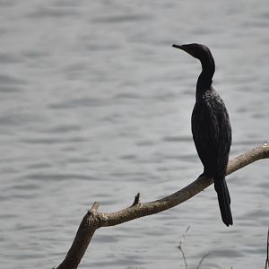 Indian Cormorant, Kabini River, 21st November 2024