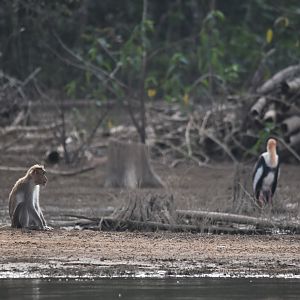 Bonnet Macaque and Painted Stork, Kabini River, 21st November 2024