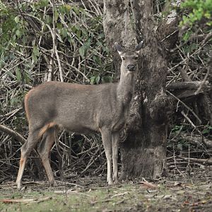Indian Sambar, Kabini River, 21st November 2024