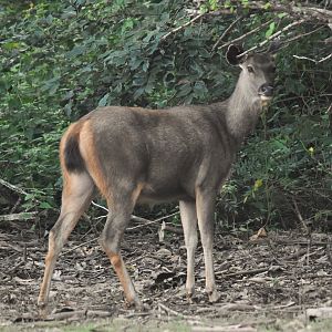 Indian Sambar, Kabini River, 21st November 2024