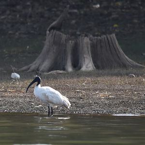 Black-headed Ibis, Kabini River, 21st November 2024
