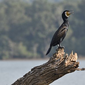 Great Cormorant, Kabini River, 21st November 2024