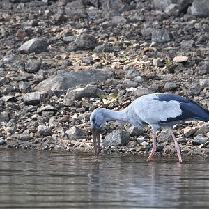 Asian Openbill, Kabini River, 21st November 2024
