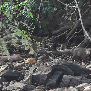 Ruddy Mongoose(s), Kabini River, 21st November 2024