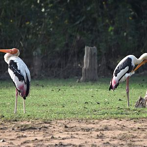 Painted Storks, Kabini River, 21st November 2024