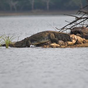 Mugger Crocodile, Kabini River, 21st November 2024