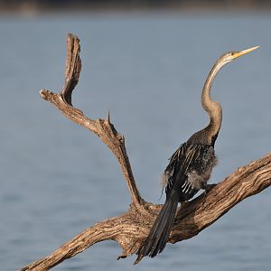 Oriental Darter, Kabini River, 21st November 2024