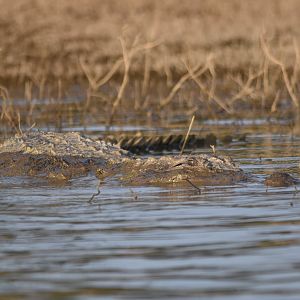 Mugger Crocodile, Kabini River, 21st November 2024