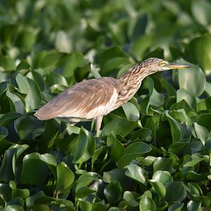 Indian Pond Heron, Kabini River, 21st November 2024