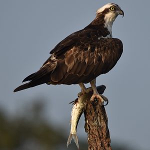 Western Osprey, Kabini River, 21st November 2024