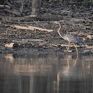Purple Heron, Kabini River, 21st November 2024