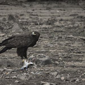 Greater Spotted Eagle, Kabini River, 21st November 2024