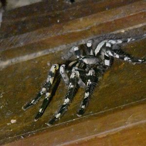 Indian Ornamental Spider, Kabini River Lodge, 21st November 2024