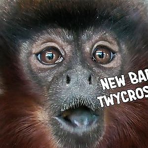 Marmoset Meets Newborn Titi Monkey Baby at Twycross Zoo