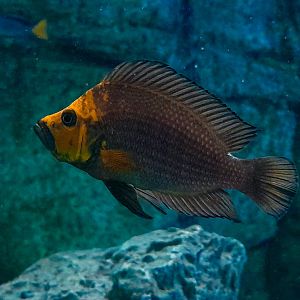 Goldhead Egg-eater (Altolamprologus compressiceps 'Kasanga')