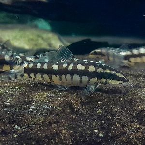 Dwarf Chain Loach (Ambastaia sidithmunki)