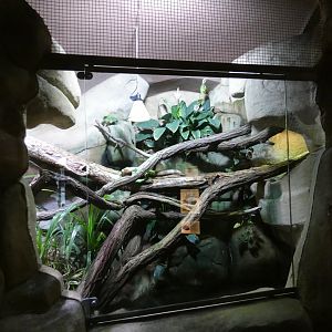 Caiman lizard enclosure