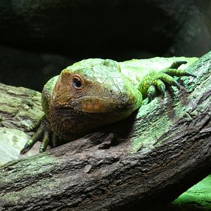 Caiman lizard