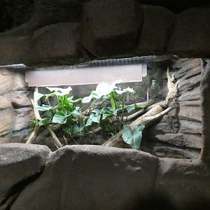 Western false chameleon anole enclosure