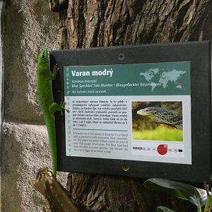 Madagascan giant day gecko free-roaming