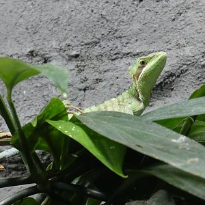 Julio's casquehead iguana