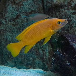 Lemon Cichlid (Neolamprologus leleupi)