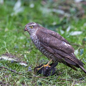 Sparrowhawk, wild, UK