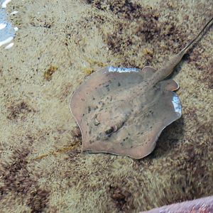 Stingray sp. ID (SeaWorld Orlando - Nov. 2022)