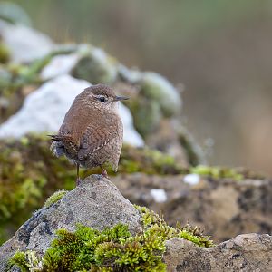 Eurasian Wren, wild, UK
