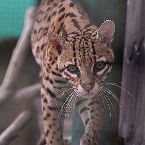 Ocelot（Leopardus pardalis）