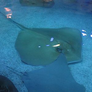 Southern Stingray