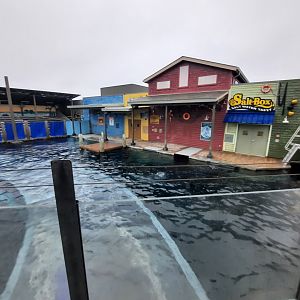 Adventure Cove - California Sea Lion Exhibit