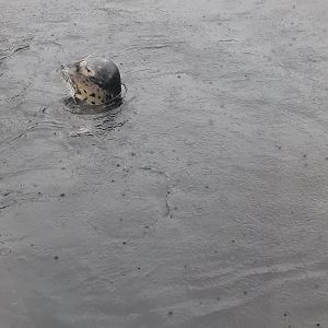 Adventure Cove - Harbor Seals