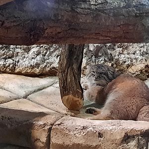 Asia Quest  - Pallas' Cat