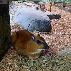 Asia Quest - Greater Malayan Chevrotain