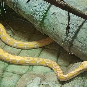 Asia Quest - Albino Reticulated Python