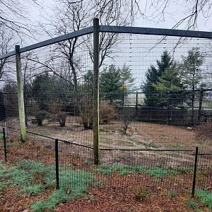 Asia Quest  - Mexican Gray Wolf Exhibit