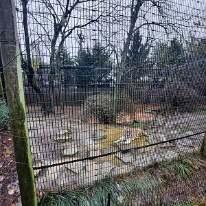 Asia Quest - Smaller Amur Tiger Exhibit
